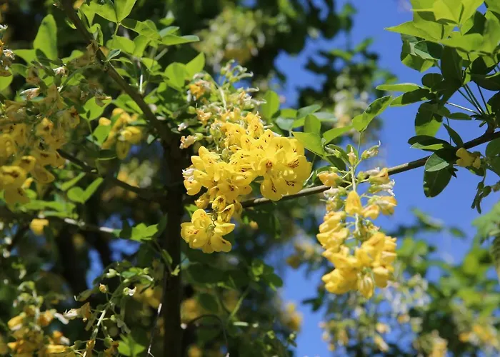Gasthuis Pensiunea Palaghia Jurilovca